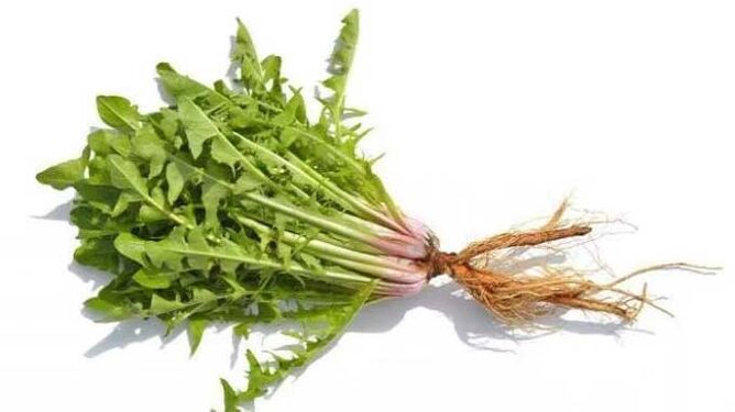 Kořen pampelišky v NEOfloraxu