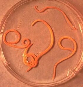 Parazity muže ascaride