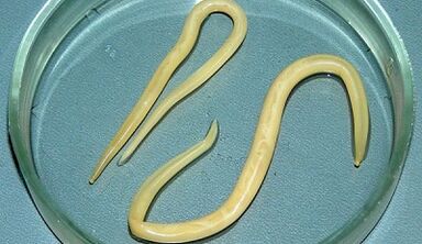 Jak správně provádět testy na ascariasis