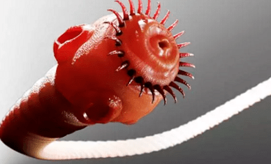 Co mohou parazity žít v lidském těle