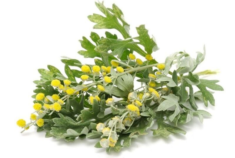 tansy pro parazity